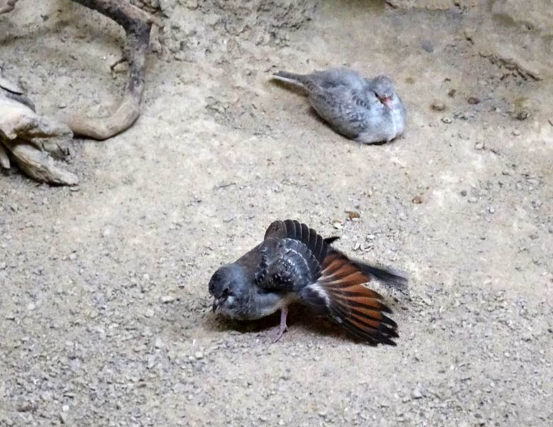 Diamanttäubchen-Jungvögel am 31. Juli 2016 im Vogelhaus im Grünen Zoo Wuppertal