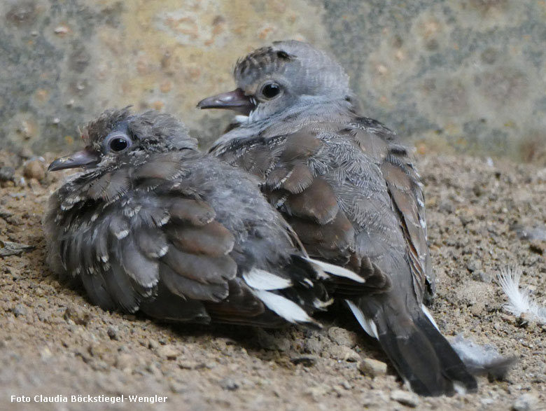 Diamanttäubchen mit Jungtier am 7. August 2018 im Vogelhaus im Grünen Zoo Wuppertal (Foto Claudia Böckstiegel-Wengler)