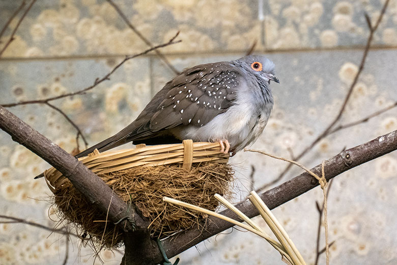 Diamanttäubchen am 20. April 2023 im Vogel-Haus im Wuppertaler Zoo