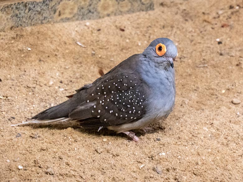 Diamanttäubchen am 25. November 2023 in einer Innenvoliere im Vogel-Haus im Grünen Zoo Wuppertal