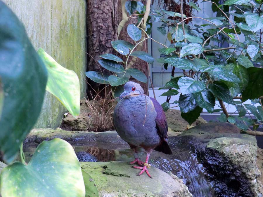 Jamaika Erdtaube im Zoologischen Garten Wuppertal im Juni 2011