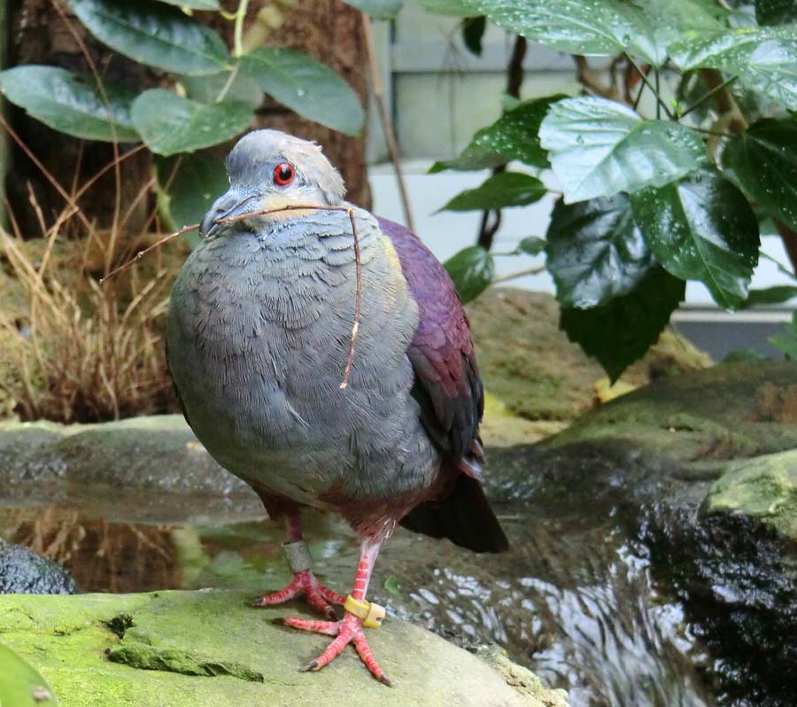 Jamaika Erdtaube im Wuppertaler Zoo im Juni 2011