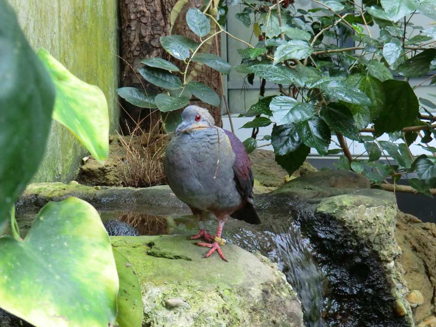 Jamaika Erdtaube im Zoo Wuppertal im Juni 2011