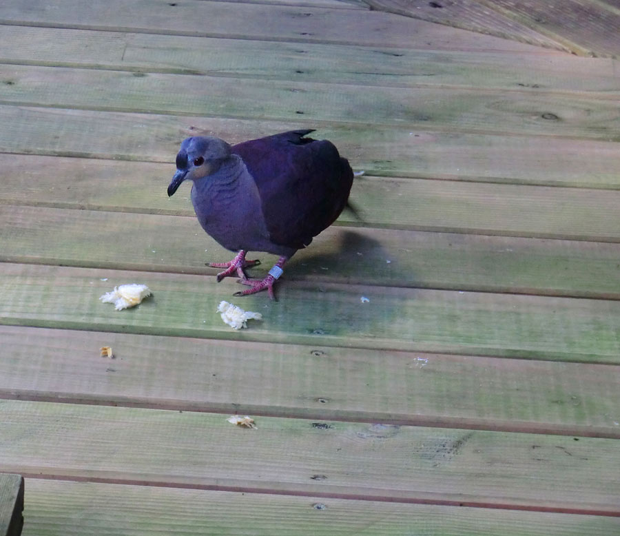 Jamaika Erdtaube im Wuppertaler Zoo im Juli 2012