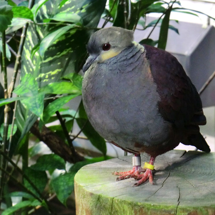 Victoria Krontaube im Wuppertaler Zoo im Dezember 2012