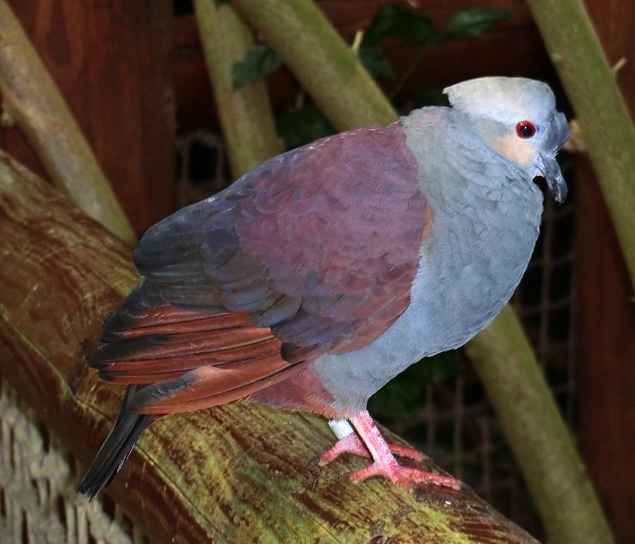 Jamaika Erdtaube im Zoologischen Garten Wuppertal im Oktober 2013