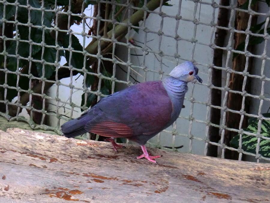 Jamaika Erdtaube im Wuppertaler Zoo im März 2014