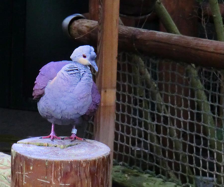 Jamaika Erdtaube im Zoo Wuppertal im Mai 2014