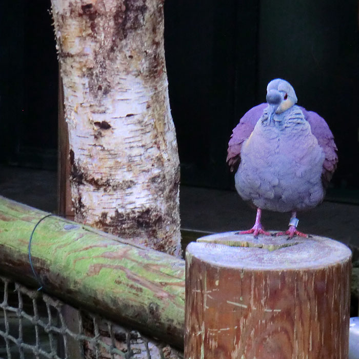 Victoria Krontaube im Wuppertaler Zoo im Mai 2014