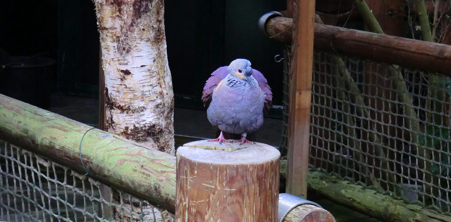 Jamaika Erdtaube im Zoologischen Garten Wuppertal im Mai 2014