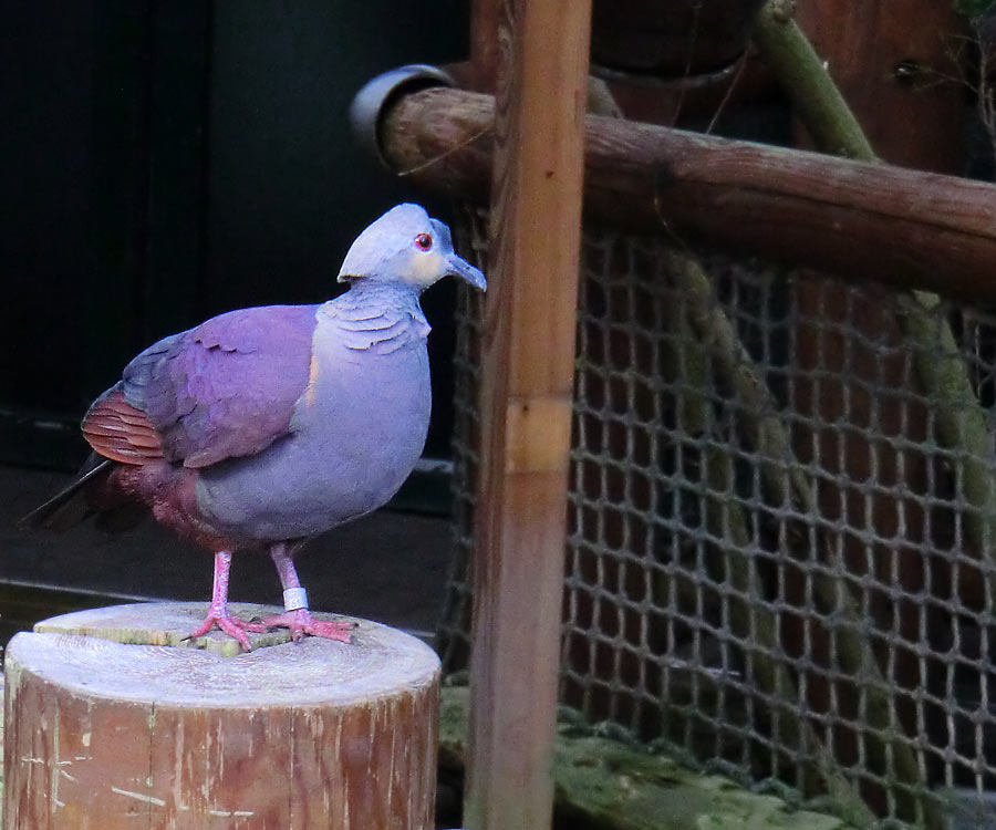 Jamaika Erdtaube im Wuppertaler Zoo im Mai 2014