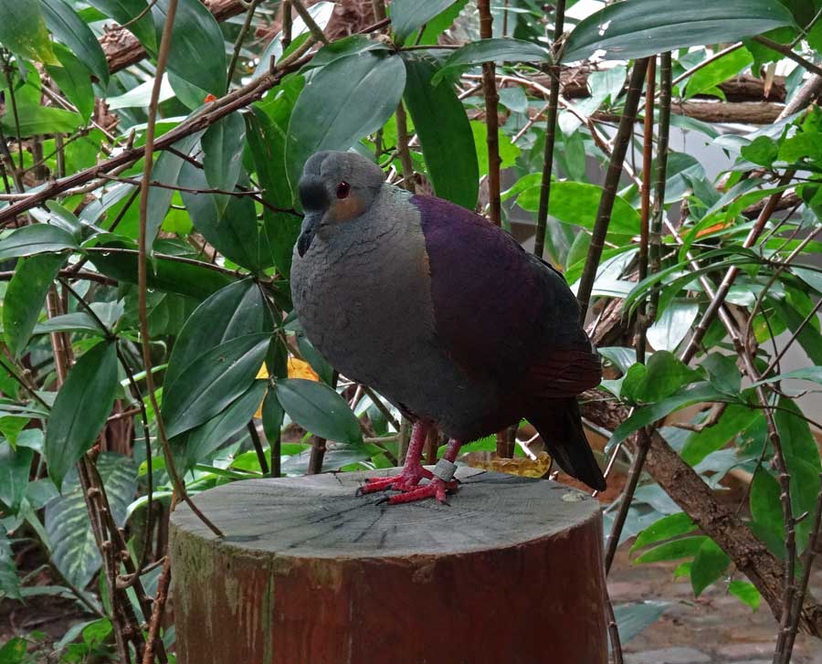 Jamaika Erdtaube im Zoo Wuppertal im Mai 2015