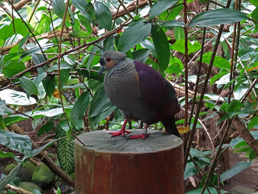 Jamaika Erdtaube im Zoologischen Garten Wuppertal im Mai 2014