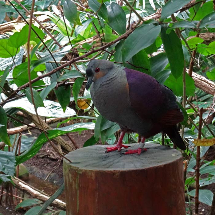 Victoria Krontaube im Wuppertaler Zoo im Mai 2015