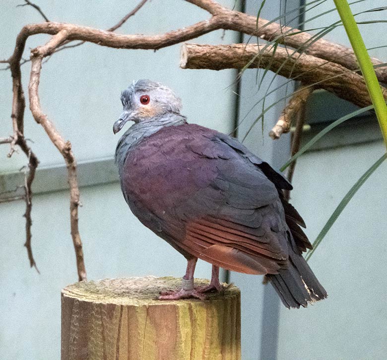 Jamaika Erdtaube am 8. Oktober 2019 in der Freiflughalle am Vogel-Haus im Zoo Wuppertal
