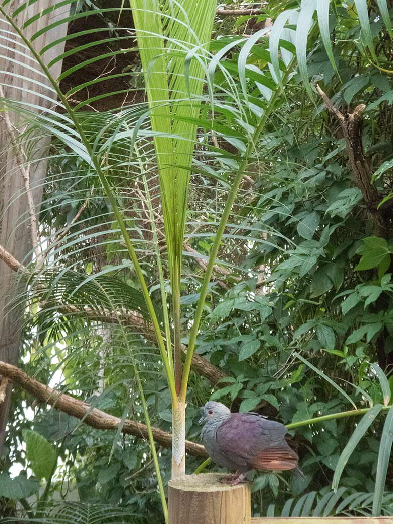 Jamaika Erdtaube am 8. Oktober 2019 in der Freiflughalle am Vogel-Haus im Wuppertaler Zoo