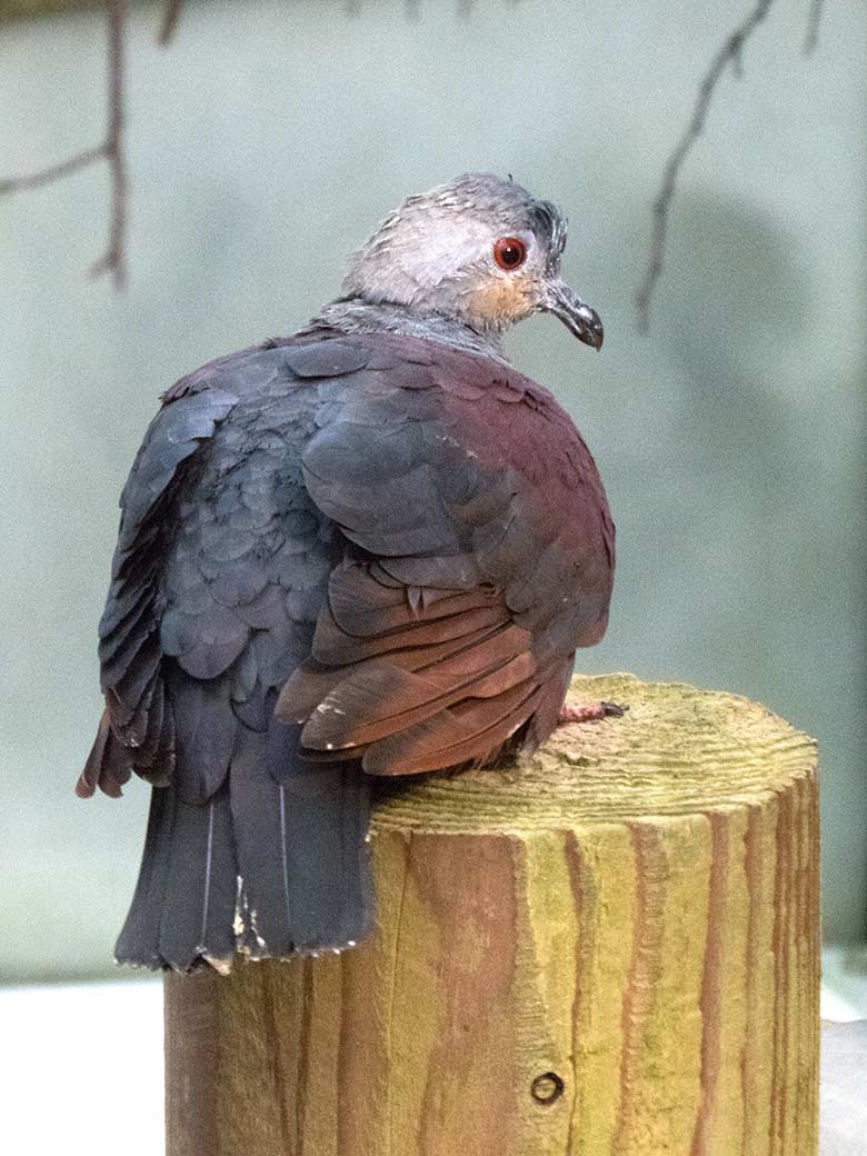 Jamaika Erdtaube am 8. Oktober 2019 in der Freiflughalle am Vogel-Haus im Grünen Zoo Wuppertal