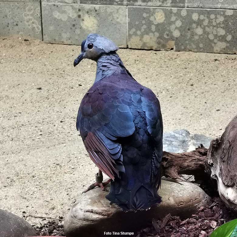 Jamaika-Erdtaube am 31. Oktober 2021 in einem Schaugehege im Vogel-Haus im Grünen Zoo Wuppertal (Foto Tina Stumpe)