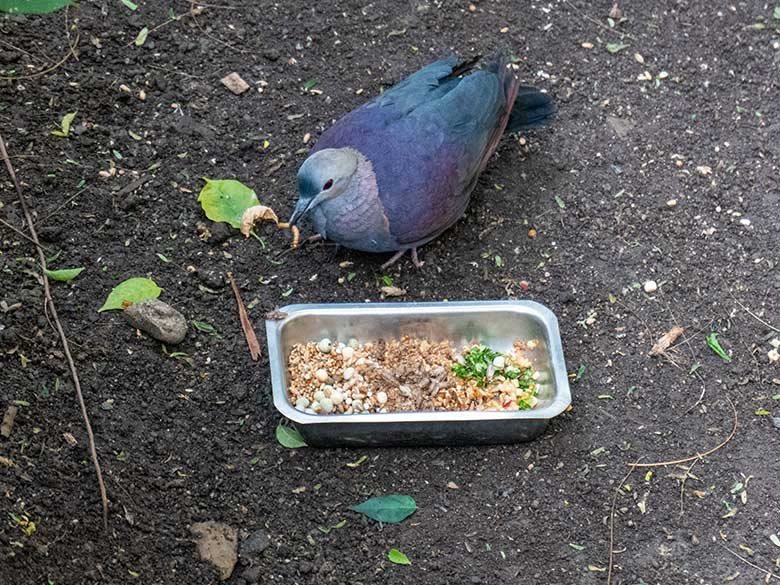 Jamaika-Erdtaube am 25. April 2023 in der Freiflughalle am Vogel-Haus im Wuppertaler Zoo