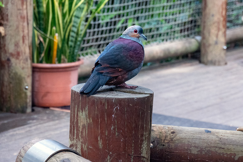 Jamaika-Erdtaube am 25. Februar 2025 in der Freiflughalle am Vogel-Haus im Grünen Zoo Wuppertal