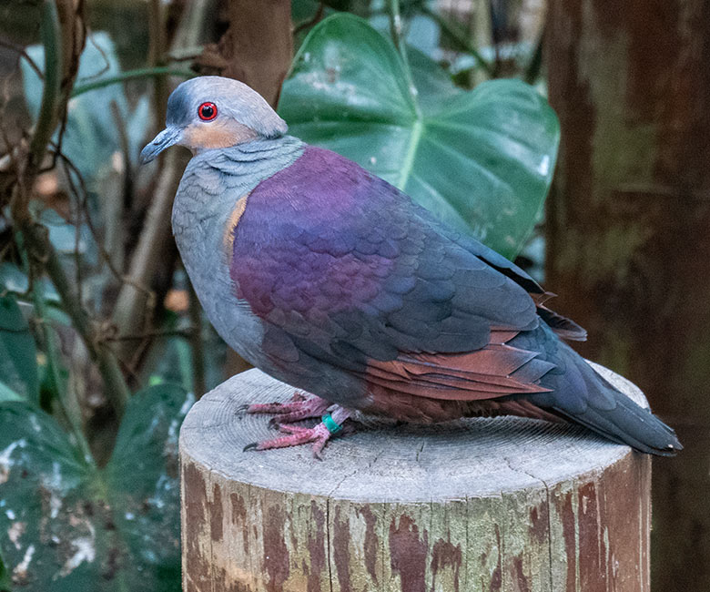 Jamaika-Erdtaube am 25. Februar 2025 in der Freiflughalle am Vogel-Haus im Wuppertaler Zoo