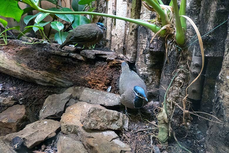 Kuba-Tauben am 18. Oktober 2023 in der anderen Innenvoliere im Vogel-Haus im Wuppertaler Zoo