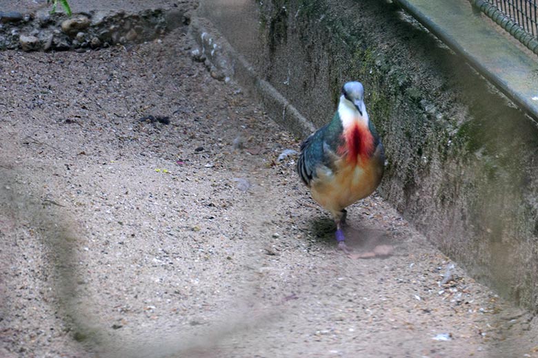 Männliche Luzon-Dolchstichtaube am 21. April 2022 in einer Außenvoliere am Vogel-Haus im Zoologischen Garten Wuppertal