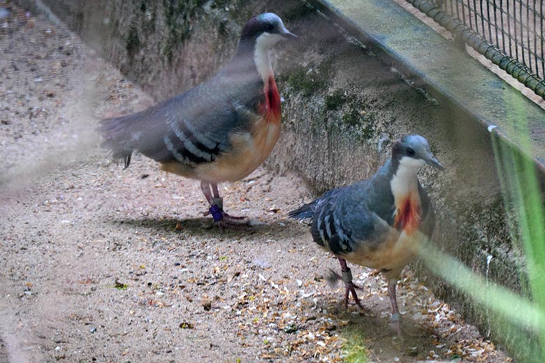 Männliche und weibliche Luzon-Dolchstichtaube am 21. April 2022 in einer Außenvoliere am Vogel-Haus im Zoo Wuppertal
