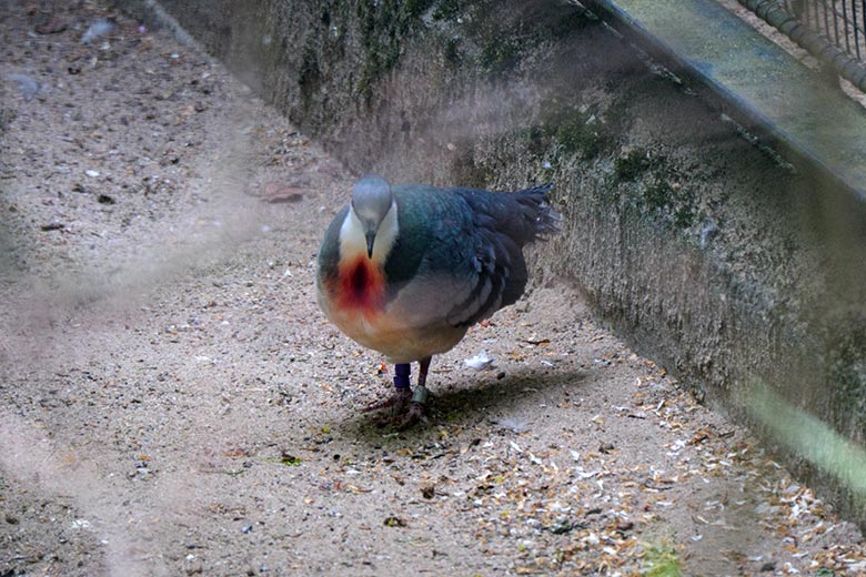 Männliche Luzon-Dolchstichtaube am 21. April 2022 in einer Außenvoliere am Vogel-Haus im Wuppertaler Zoo