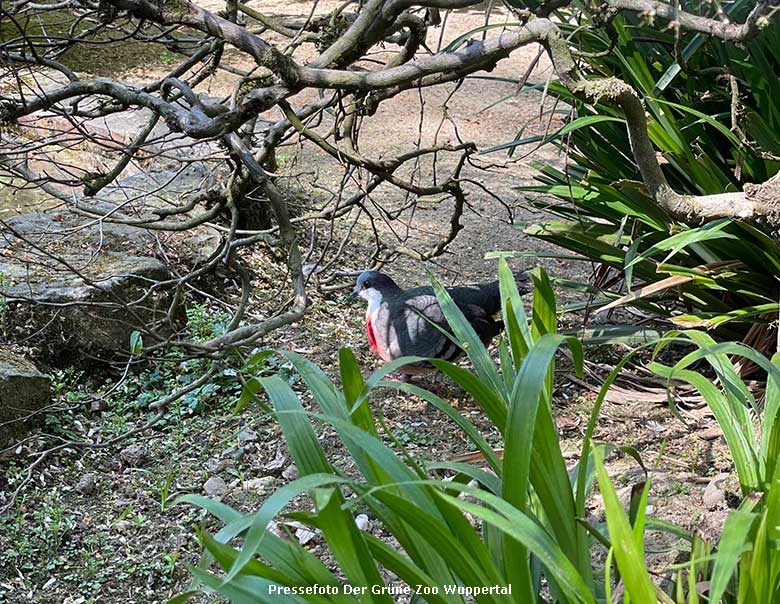 Luzon-Dolchstichtaube am 22. April 2022 in einer Außenvoliere am Vogel-Haus im Zoologischen Garten Wuppertal (Pressefoto Der Grüne Zoo Wuppertal)