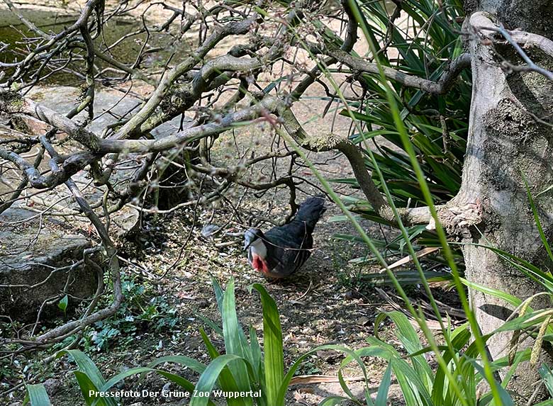 Luzon-Dolchstichtaube am 22. April 2022 in einer Außenvoliere am Vogel-Haus im Wuppertaler Zoo (Pressefoto Der Grüne Zoo Wuppertal)