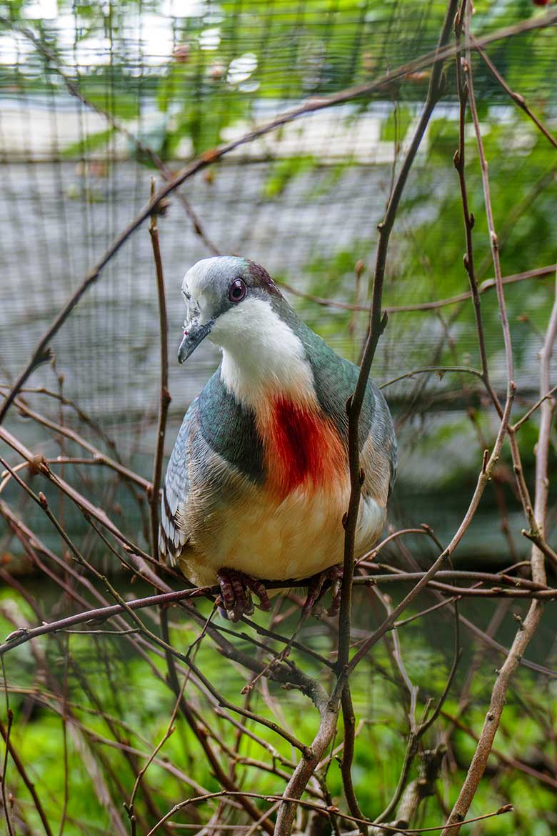 Männliche Luzon-Dolchstichtaube am 7. Juni 2022 in der Außenvoliere am Vogel-Haus im Grünen Zoo Wuppertal