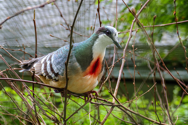 Männliche Luzon-Dolchstichtaube am 7. Juni 2022 in der Außenvoliere am Vogel-Haus im Zoologischen Garten Wuppertal