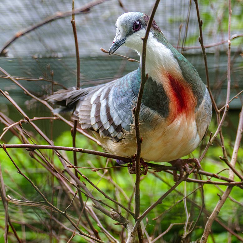 Männliche Luzon-Dolchstichtaube am 7. Juni 2022 in der Außenvoliere am Vogel-Haus im Zoo Wuppertal