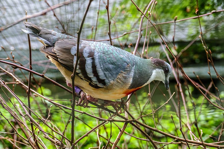 Männliche Luzon-Dolchstichtaube am 7. Juni 2022 in der Außenvoliere am Vogel-Haus im Wuppertaler Zoo Wuppertal