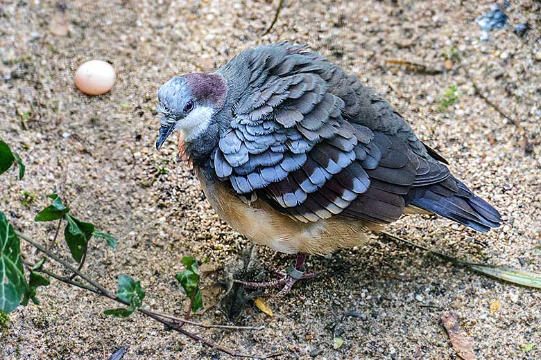 Adulte Weibliche Luzon-Dolchstichtaube neben einem abgelegten Ei am 11. Januar 2023 in der Außenvoliere am Vogel-Haus im Grünen Zoo Wuppertal