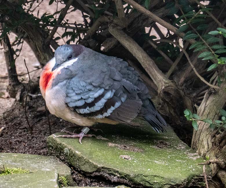 Adulte weibliche Luzon-Dolchstichtaube am 16. Februar 2023 in der Außenvoliere am Vogel-Haus im Wuppertaler Zoo