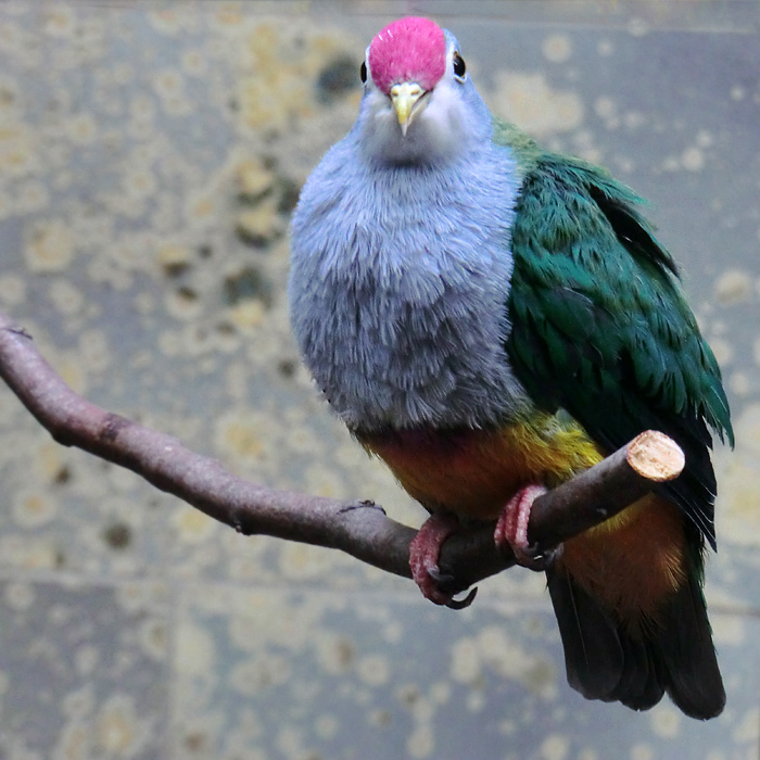 Rotkappen-Fruchttaube im Wuppertaler Zoo im Februar 2012