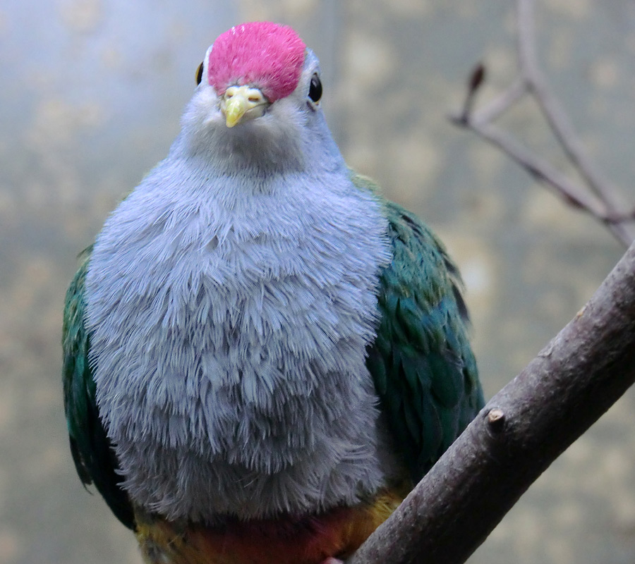 Rotkappen-Fruchttaube im Wuppertaler Zoo im Februar 2012