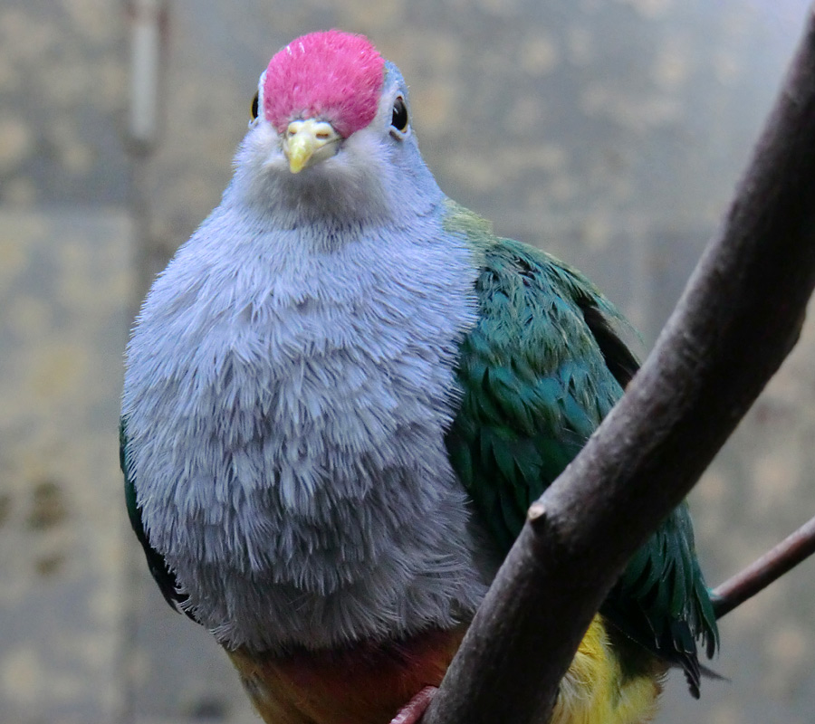 Rotkappen-Fruchttaube im Zoologischen Garten Wuppertal im Februar 2012