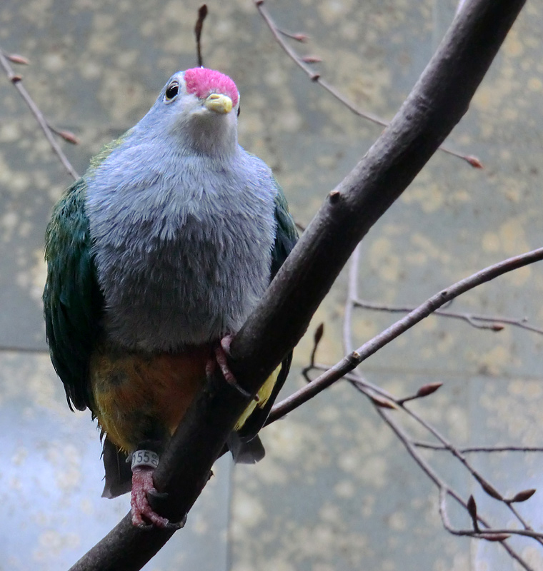 Rotkappen-Fruchttaube im Wuppertaler Zoo im Februar 2012