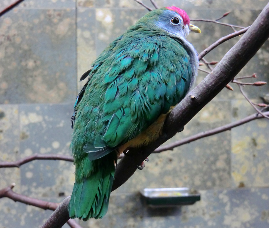 Rotkappen-Fruchttaube im Wuppertaler Zoo im Februar 2012