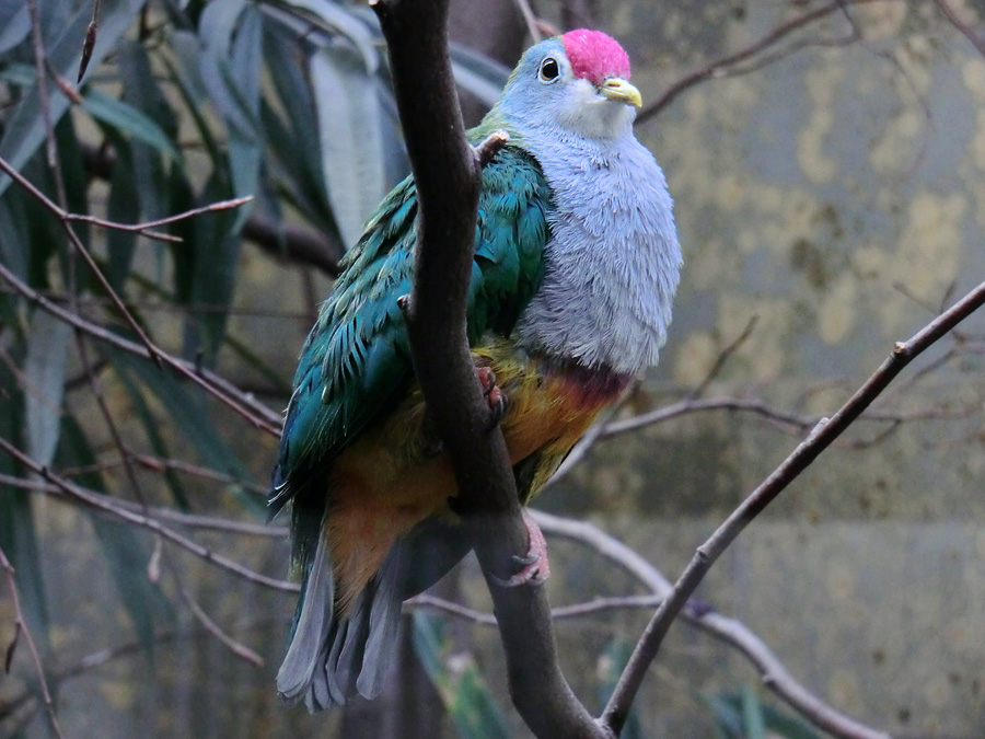 Rotkappen-Fruchttaube im Wuppertaler Zoo im Februar 2012