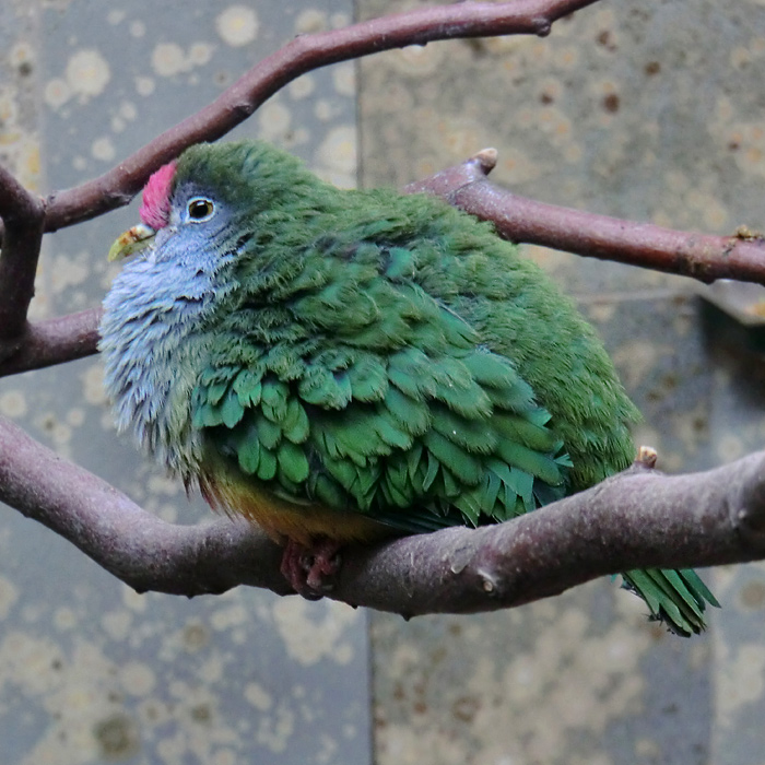 Rotkappen-Fruchttaube im Wuppertaler Zoo im Februar 2013