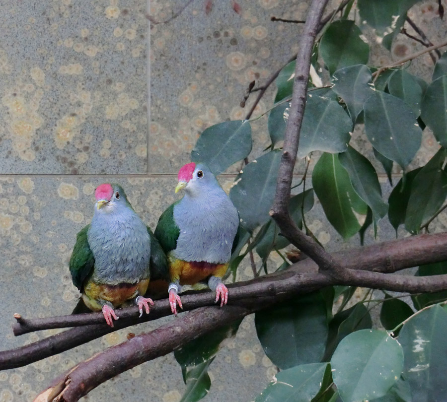 Rotkappen-Fruchttauben im Zoo Wuppertal im März 2013