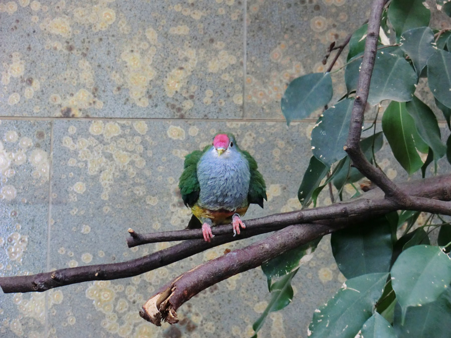 Rotkappen-Fruchttaube im Zoologischen Garten Wuppertal im März 2013