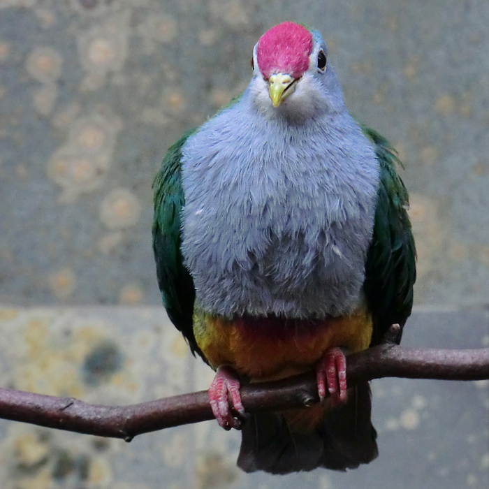 Rotkappen-Fruchttaube im Wuppertaler Zoo im März 2013