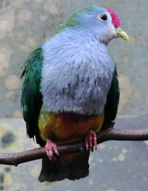 Rotkappen-Fruchttaube im Wuppertaler Zoo im März 2013