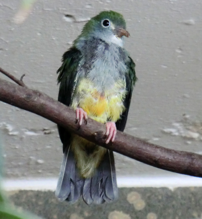 Junge Rotkappen-Fruchttaube im Zoo Wuppertal im März 2013