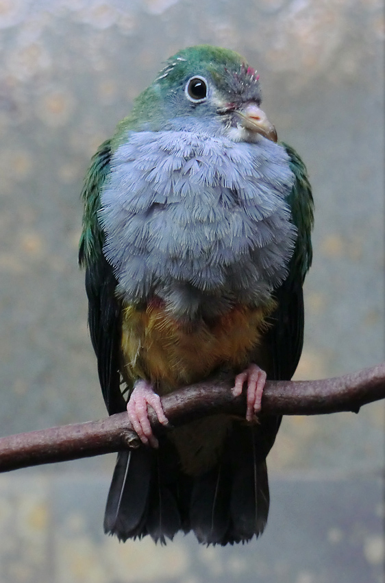 Junge Rotkappen-Fruchttaube im Wuppertaler Zoo im April 2013